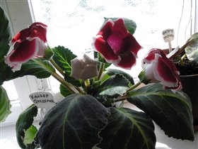 Кайзер Фредерик