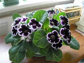 Вместо Голливуд