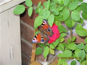 Бабочка на моей розе