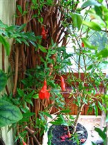 Комнатный гранат