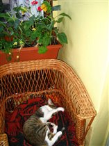 ... и немного позже нашествия домашних котов