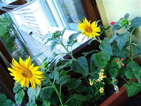 Балкон до...