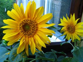 Эксперимент