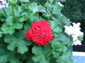 Геранька + бальзамин