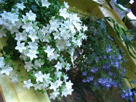 'Жених' и 'невеста'