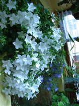 Кампанула (колокольчик)