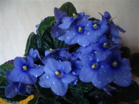 Небесная лазурь