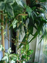 Платицериум лосерогий