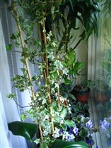 'Первый слой'