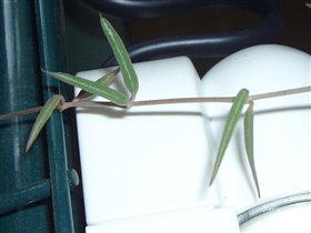 Ceropegia debilis(linearis subsp debilis)