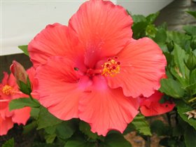 Hibiscus