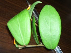 Hoya camphorifolia  (тайская)