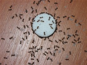 Нашествие муравьев