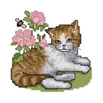 Ginger & White Kitten