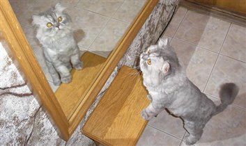 Кот у зеркала