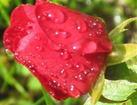 розы после дождя