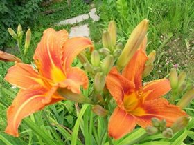 Лилейник оранжевый
