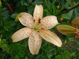 Кремовая тигровая