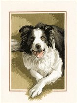 Heritage Border Collie