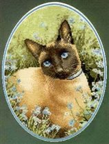Heritage Siamese Cat