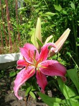 Лилия Crystal Star