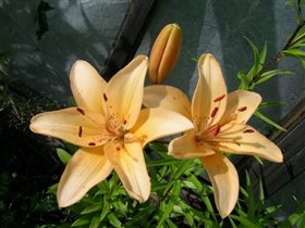 бледно-оранжевая