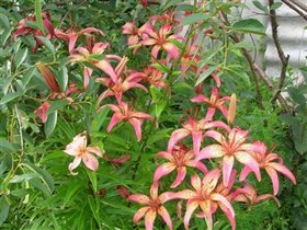 Малиновая с желтоватой сердцевиной