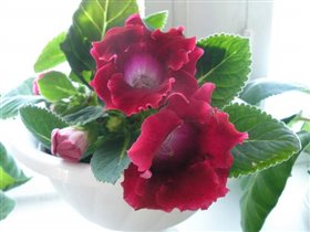 Глоксиния красная