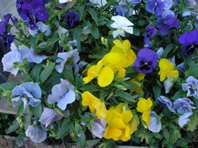 Анютины глазки