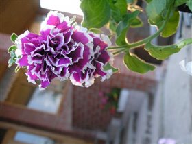 Петуния махровая