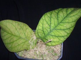    Hoya meredithii GPS 1105 (large leaf)