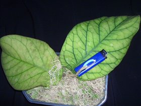    Hoya meredithii GPS 1105 (large leaf)