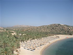 Пальмовый лес и пляж