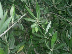 Оливковые деревья в отеле