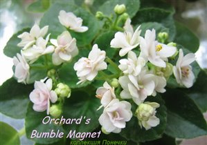 Orchard's Bumble Magnet