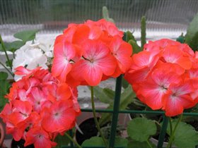 Пеларгония звезда Подмосковья