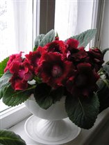 Глоксиния красная без названия