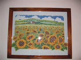 Sunflower's Field