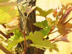 солнечные листья винограда