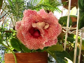 Глоксиния 'Машенька'