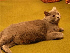 В ожидании потомства