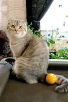 ещё пертию?