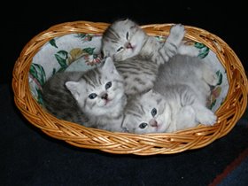 котята в лукошке