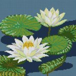 17-E Water Lily