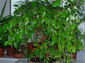 Бонсай-фикус