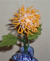 хризантема