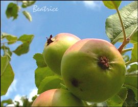 Яблочки из райского сада