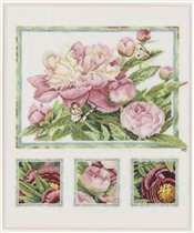 пион розовый