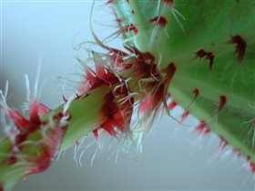 Begonia macro