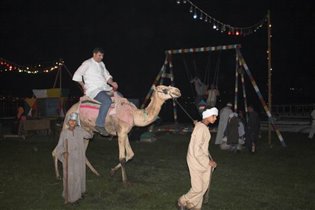 Рома на верблюде в Египте